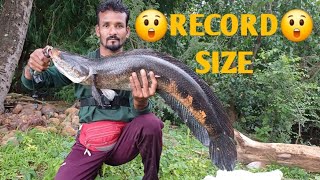 😲 RECORD SIZE SNAKEHEAD 😲 Indian Monster Snakehead Fish Fishing [upl. by Airdnaz]