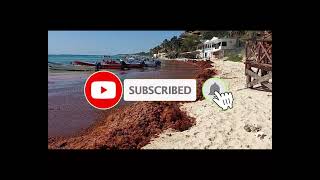 2024 Sargassum seaweed Update Riviera Maya  Mexico  Playa del Carmen [upl. by Ayatan]