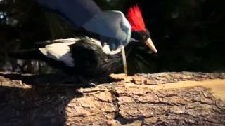 animatronicsivory billed woodpecker [upl. by Asilehs]