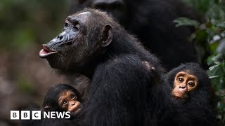 Humans and wild apes share common sign language study finds  BBC News [upl. by Charron]