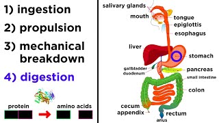 The Digestive System [upl. by Alyakem]