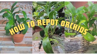 HOW TO REPOT ORCHIDS REPOTTING DENDROBIUM ORCHIDS FOR BEGINNERS orchid care for beginners [upl. by Alicsirp]