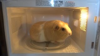 Microwave Guinea Pig [upl. by Aihsoj683]