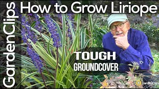 How to Grow Liriope Muscari  Lily Turf  Monkey Grass  A tough ground cover for difficult spots [upl. by Dick633]