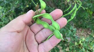 Guamuchil tree with fruit in California Aka Manila Tamarind update [upl. by Linsk699]