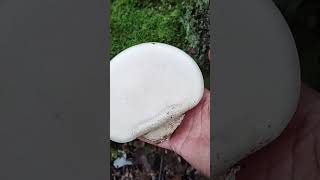 Birch Polypore fungus forage nature wildmushrooms [upl. by Peednas797]