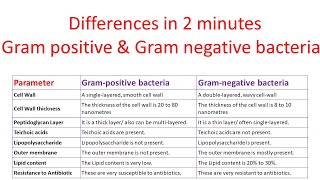 Gram positive and gram negative bacteria in hindigram staining of bacteriagram positive negetive [upl. by Chamberlin]