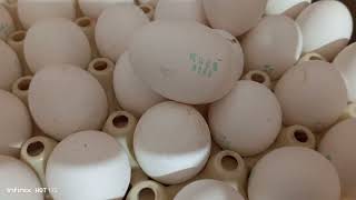 Today eggs ratefoodexport viralvideo foodproductionofficial viralreels egg eggprice [upl. by Heigho]