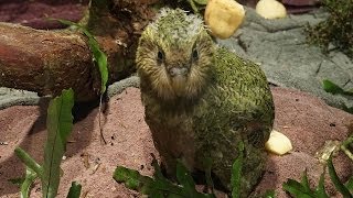 Kakapo Chicks Day Out  Arrowtown New Zealand [upl. by Carisa]