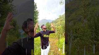 Innovative Apple 🍎 Tree Care in Himachal 🌳 Mixed Farming Wonders 🌽🌶️ shorts farming [upl. by Rinee]