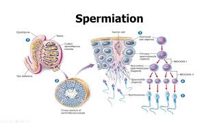 Spermatogenesis made easy Prefertilization events of sexual reproductionMale reproductive system [upl. by Sifan]