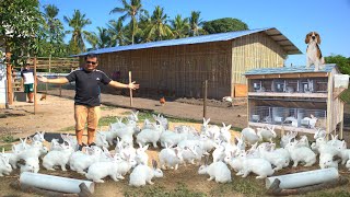 RABBIT FARMING│The modern method of breeding amp raising rabbits on ground [upl. by Rimaj]