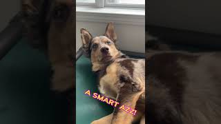 🐶 Smart Azz dog subscribe shorts viralshorts [upl. by Sandeep682]