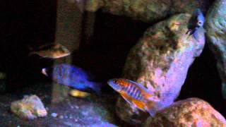 Placidochromis phenochilus Mdoka [upl. by Erait]