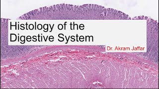 Histology of the Digestive System [upl. by Aidekal]