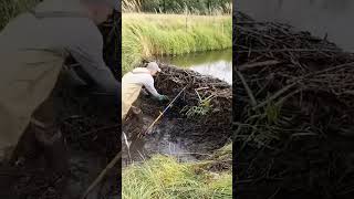 🦫🌊 Remoción de una presa de castores 🛠️🌳 Curiosidades SabiasQue Naturaleza [upl. by Dorthy]