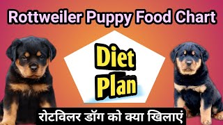 rottweiler puppy food chart plan रोटवीलर puppy ko kya khilaye  rottweiler puppy diet [upl. by Legra]