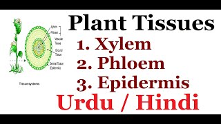 Explain Plants Tissues Epidermis Xylem Phloem Mesophyll tissue Urdu  Hindi [upl. by Juxon691]