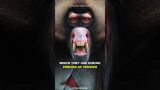 Gelada Baboon  The Scariest Herbivore On Earth [upl. by Iidnarb]