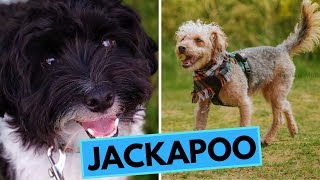 Jackapoo  TOP 10 Interesting Facts [upl. by Mohammed]