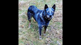 Australian Cattle Dogs [upl. by Sparhawk439]