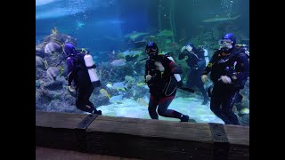 Scuba Diving in the Skegness Aquarium Shark Tank 2021 [upl. by Hgielar896]