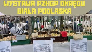 Parczew 17122023 Gołębie Pocztowe PZHGP Biała Podlaska Licytacja charytatywna i nagrody [upl. by Meyeroff]