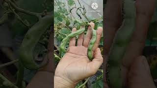 Home made pesticide for chikkudu plant 💯 work youtubeshorts shorts organicfarming [upl. by Myrtia]