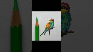 Beeeater Bird Pencil Drawing ✍️ [upl. by Risan600]