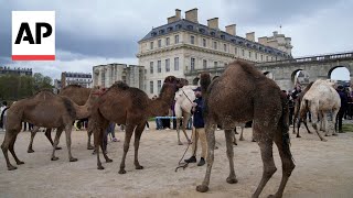 Parade of camelids outside the Chateau de Vincennes in France [upl. by Assiluy]