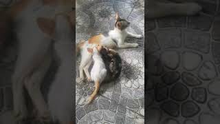 101124 ourcatsdiary someofourcats housefullofcats safesecurereliantcats tohelplessenstraycats [upl. by Eissirhc]