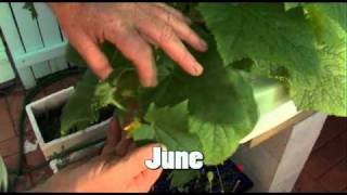 Aquaponics The First 12 Months DVD [upl. by Chen33]