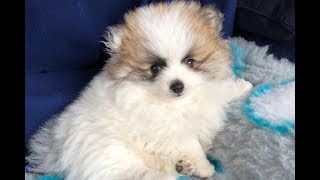 Ons nieuwe pomeranian puppy  Danielle van Mierlo [upl. by Higbee]