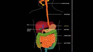 Appareil digestif [upl. by Cardie]