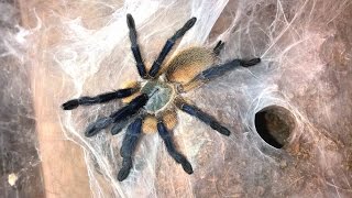 Monocentropus balfouri Husbandry [upl. by Aenit]