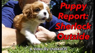 Puppy Report Sherlock Outside [upl. by Sisak]