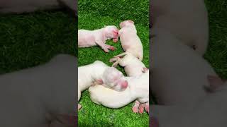 Watch These Newborn Puppies in the Cutest Sleep Pile Ever 😴🐶 puppy dogoargentinoworld [upl. by Edrick]