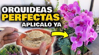 ¡MILES de FLORES de ORQUIDEAS Fertilizante y Abono Casero para Floración de Plantas de Orquídeas [upl. by Peterec]