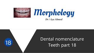 Morphology   18  Occlusal Ridges  Linear Elevation [upl. by Debor]