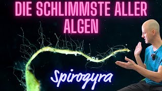 Die schlimmste Alge die Du im Aquarium haben kannst  Spirogyra  Froschlaichalge  Thorea [upl. by Pogue]