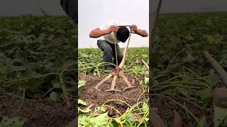 The process of digging sweet potatoes with the multi head rake [upl. by Jonme]