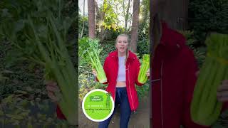 30 Day Celery Juice Cleanse and Detox Part 1 [upl. by Autumn]