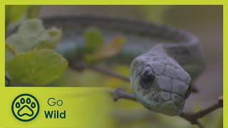 Boomslang  Natures Greatest Moments S03E09  Go Wild [upl. by Sremlahc]