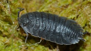 Are Wild Isopods Safe to Use in a Bioactive Terrarium [upl. by Yellehs]