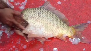 amazing big size colourful carp fish cleaning and cutting skill [upl. by Christophe15]