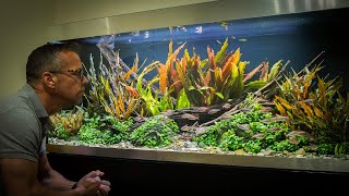 Aquascaping and ADHD [upl. by Aerda]