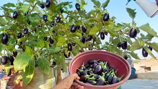 ढेरों बेंगन लगेंगेबेंगन का पोधा कब और कैसे गमले में लगायें । Best way to grow brinjal plant in pots [upl. by Antons124]