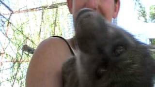 Baby Baboons FrikkeampGracie [upl. by Rosse]