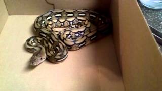 Feeding Rajah my baby tiger reticulated python [upl. by Dorian528]