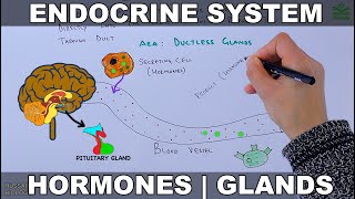 Endocrine System  Introduction [upl. by Fulbert794]